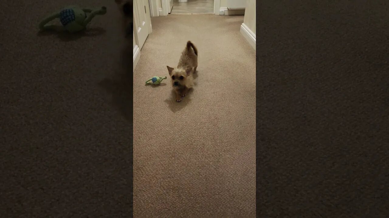 I love her crawling, so cute.