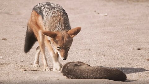 Filming A Battle Of Life And Death | Eden: Untamed Planet | BBC Earth