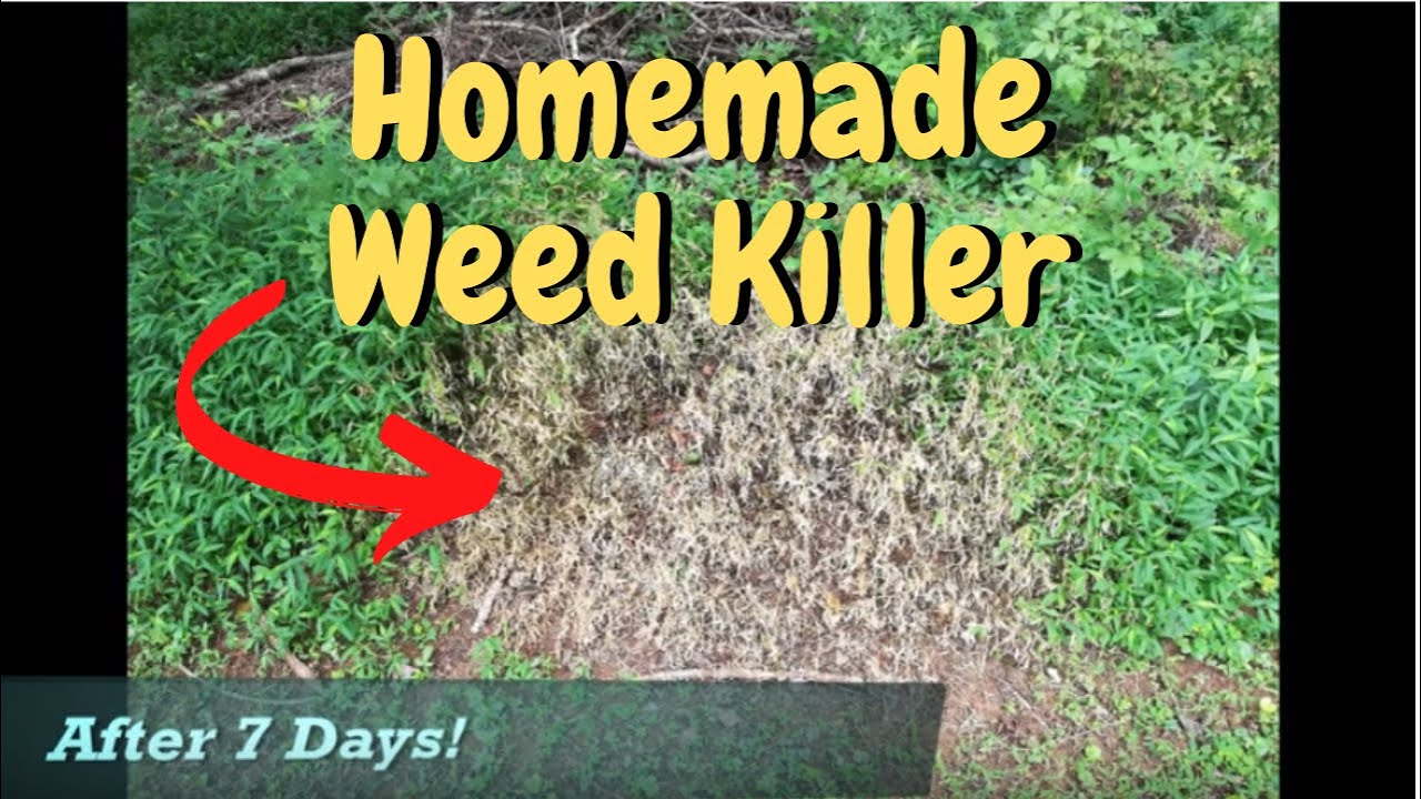 Homemade ORGANIC WEED KILLER recipe and tested with results!