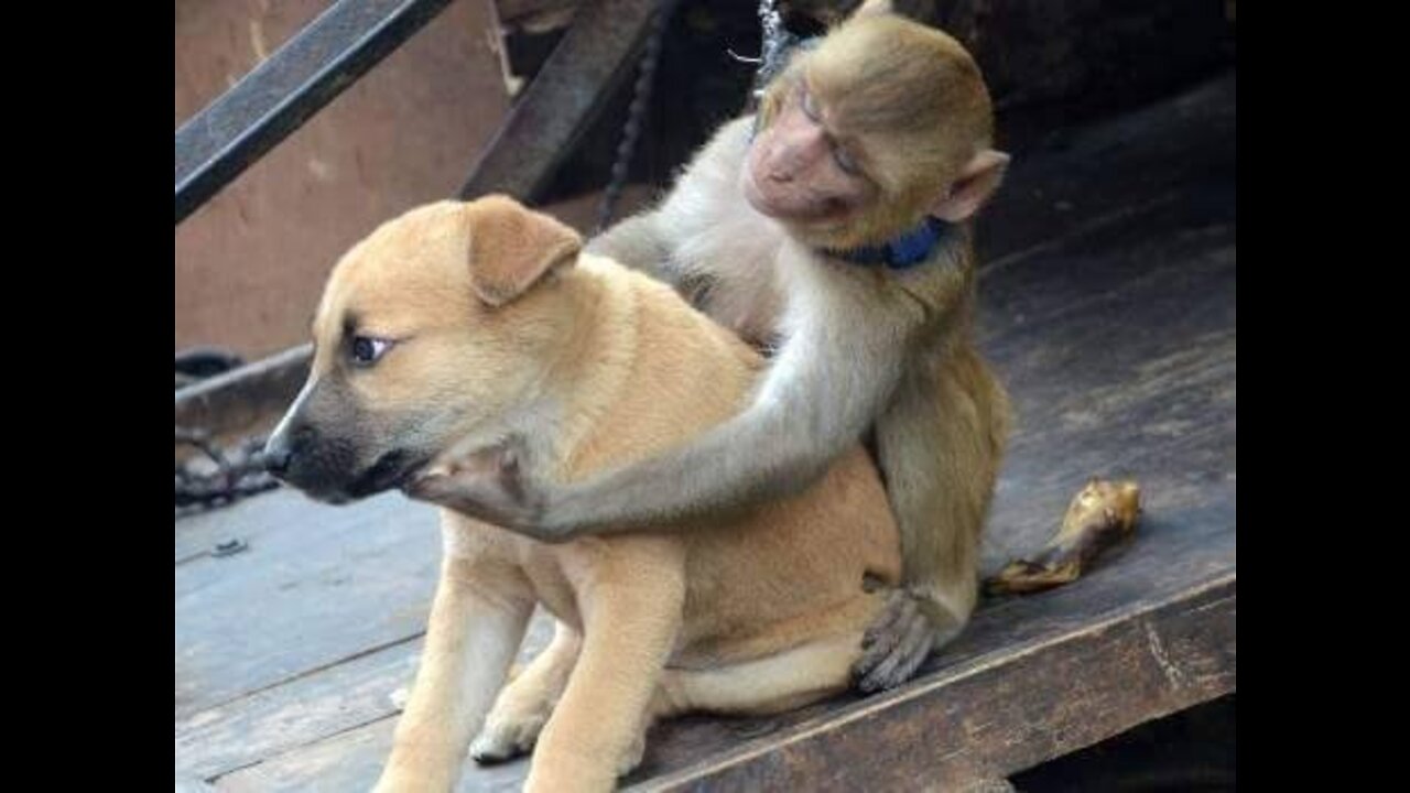 Funny videos 😂 dog and monkey