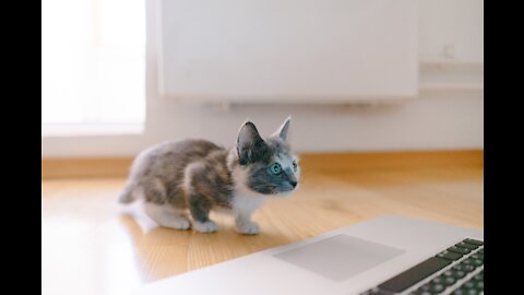 How Baby Kittens Grow from 0 to 8 Weeks!