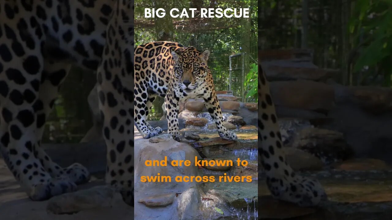 BIG CAT FACTS #9 ~Jaguar Facts #bigcatrescue #cats #reels #facts #jaguar #reel #rescue #bigcats