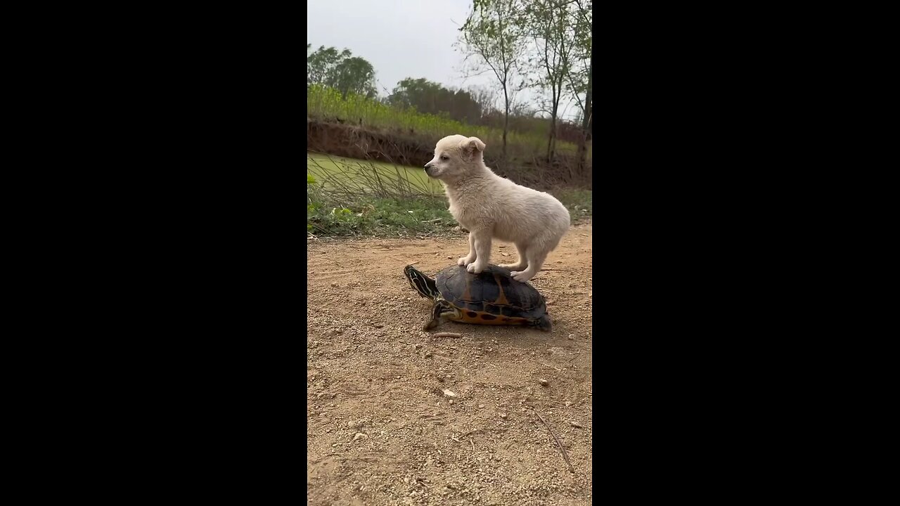 puppy ride on turtle