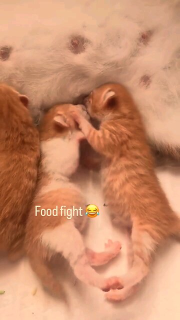 kitty fight #cat #kitty #funny