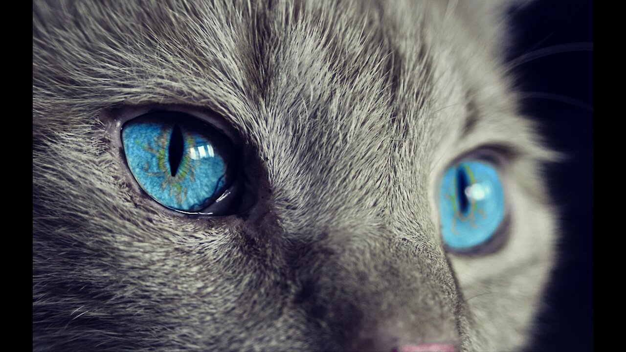 Cute and adorable pets