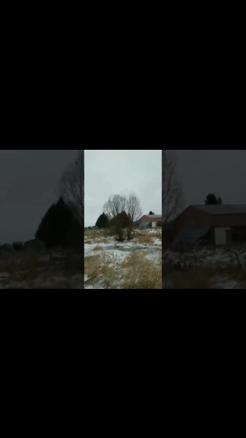 #vlog #winter2023 #ohhighbud #strangedanimal