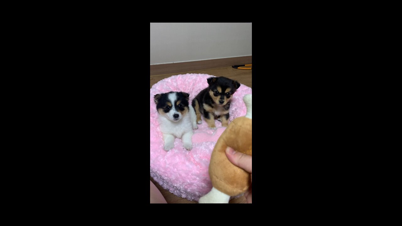 Two cute puppies playing with toys.