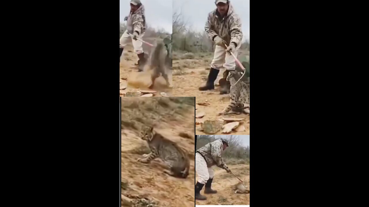 RUSSIAN EPIC W HANDLES BOBCAT RESCUING