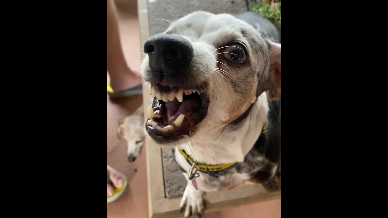 Ruger demands more ice cream cake