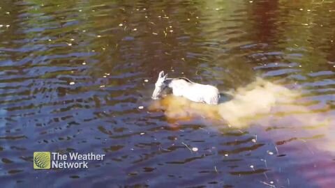 Partially white moose cools of amongst the lily pads