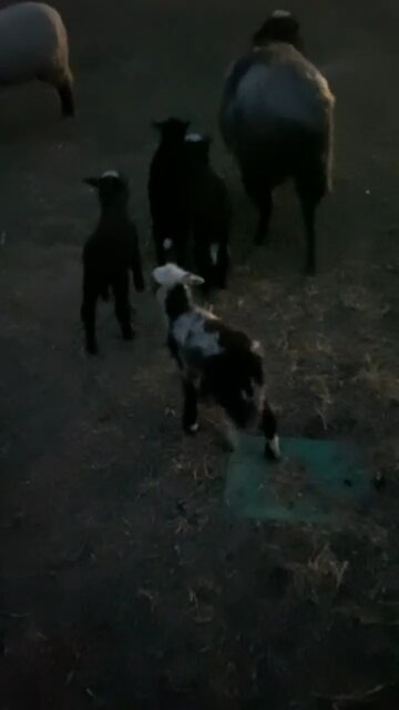 Calico Lamb Surprise