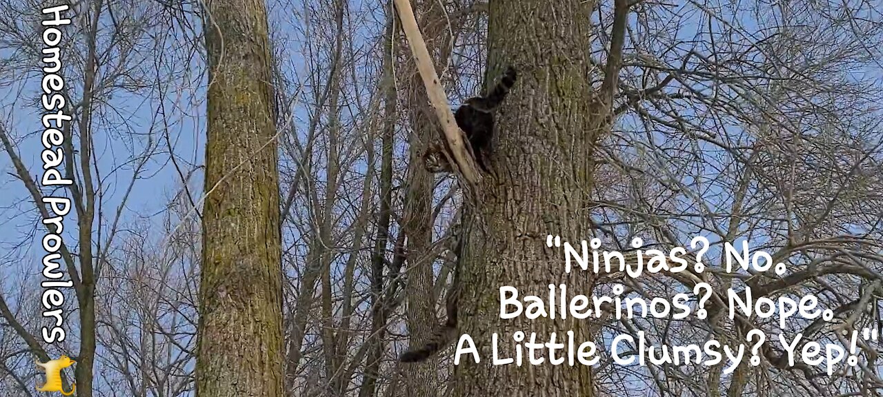 Floki and Otis Cat Demonstrate How To Properly Climb Down A Tree