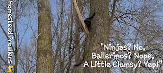 Floki and Otis Cat Demonstrate How To Properly Climb Down A Tree