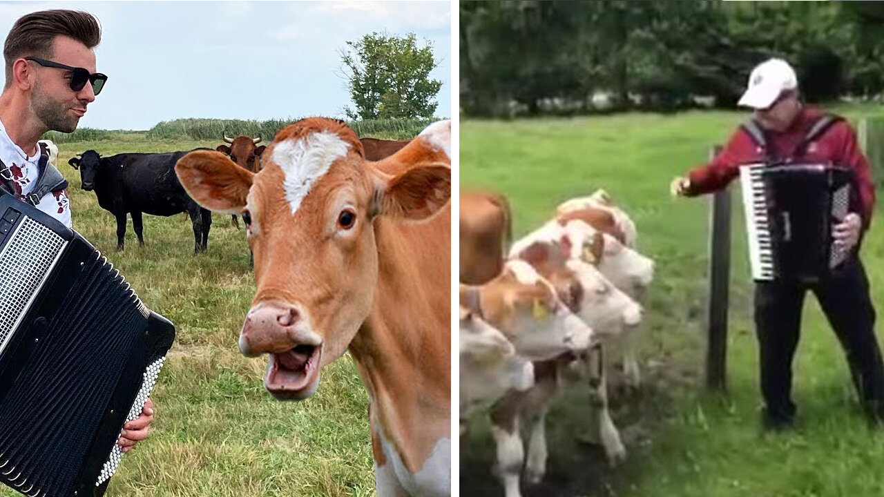 Cows are Listening Hilarious Music