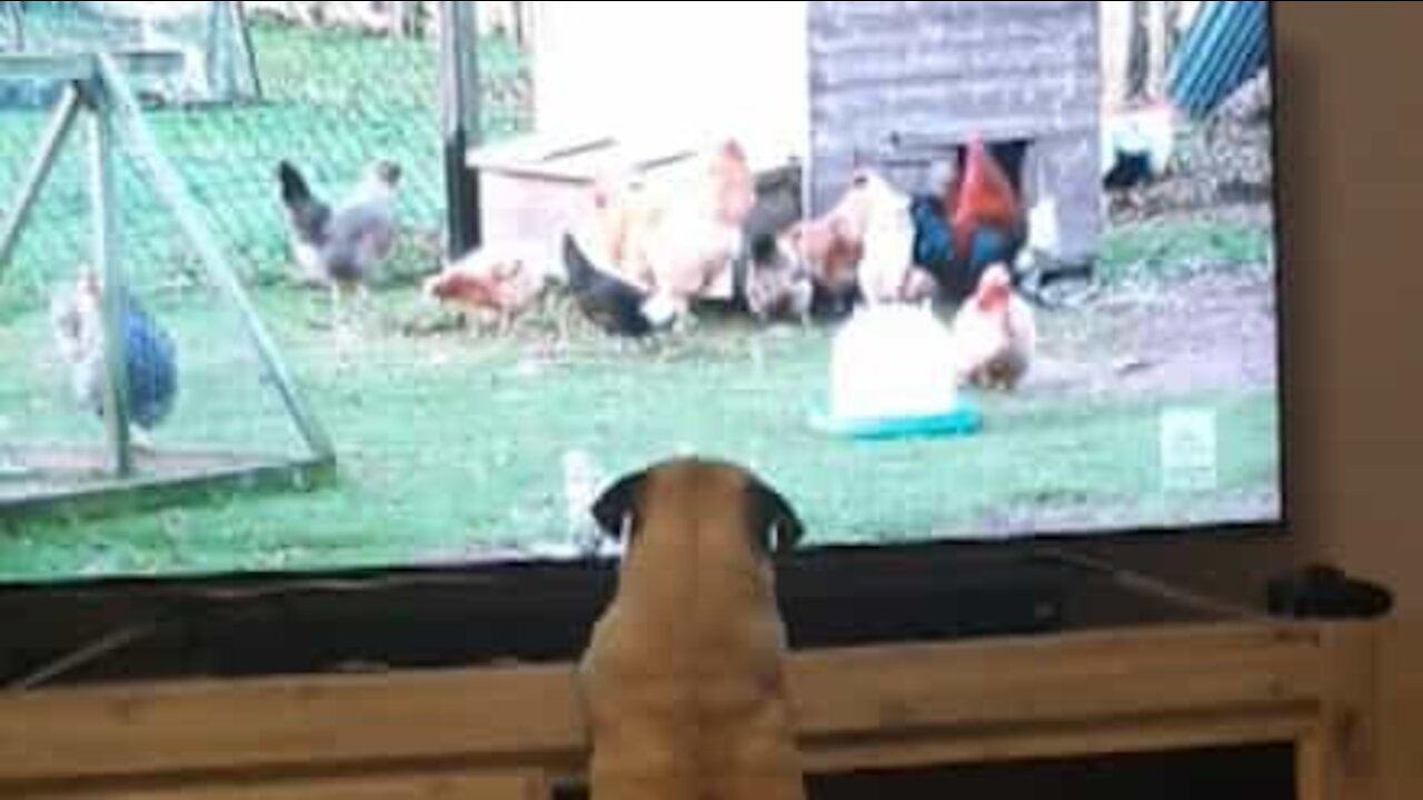 Ce chien est passionné par une émission sur les poules