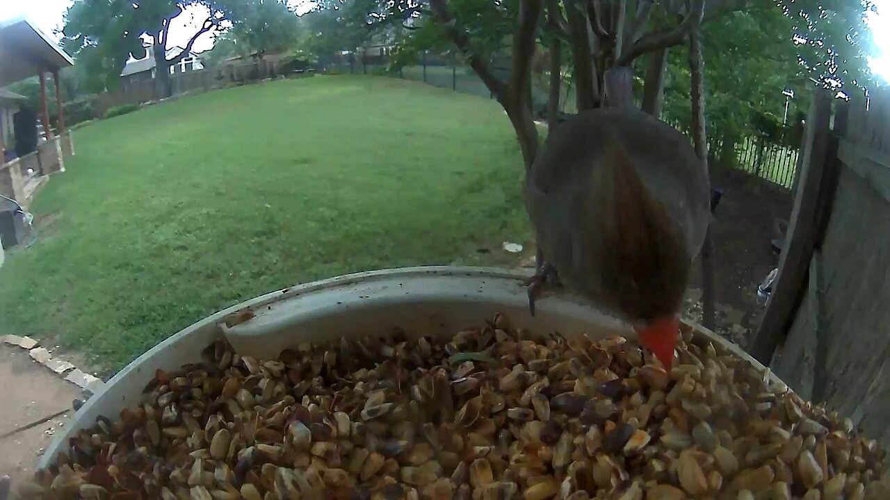 Sun Apr 21 Backyard Bird Buffet - Mrs. Northern Cardinal