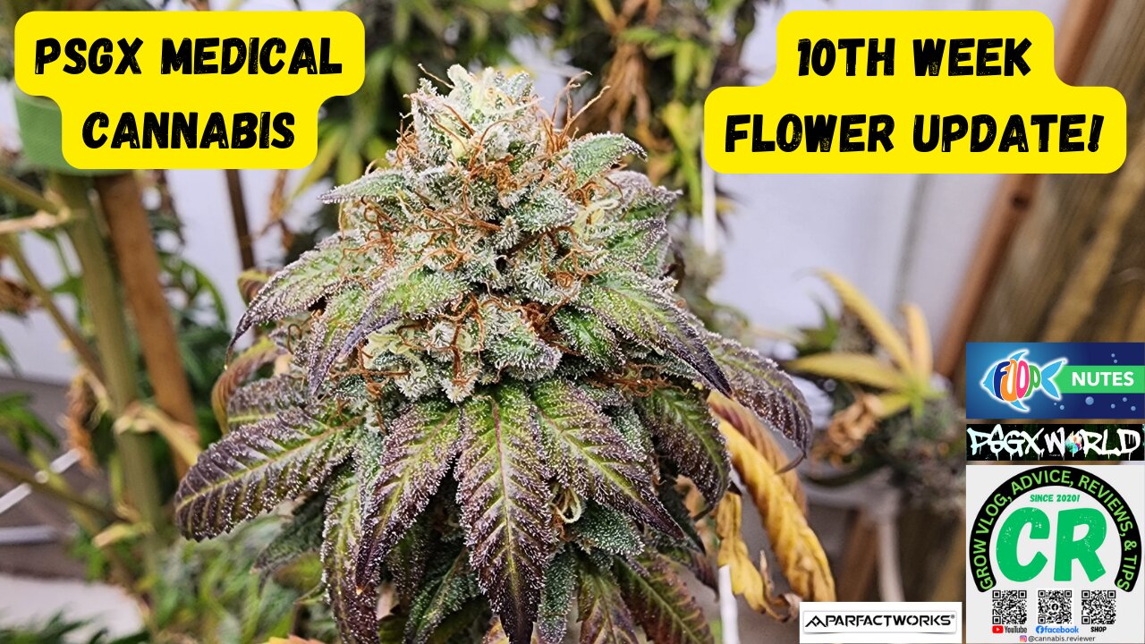 Prairie State Genetix Murder She Wrote Pack Medical Cannabis 10th week flower/bloom update!