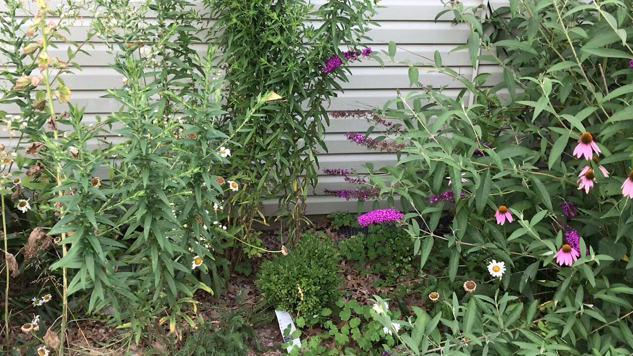 Butterfly checking out our Wild Perennial Flowers