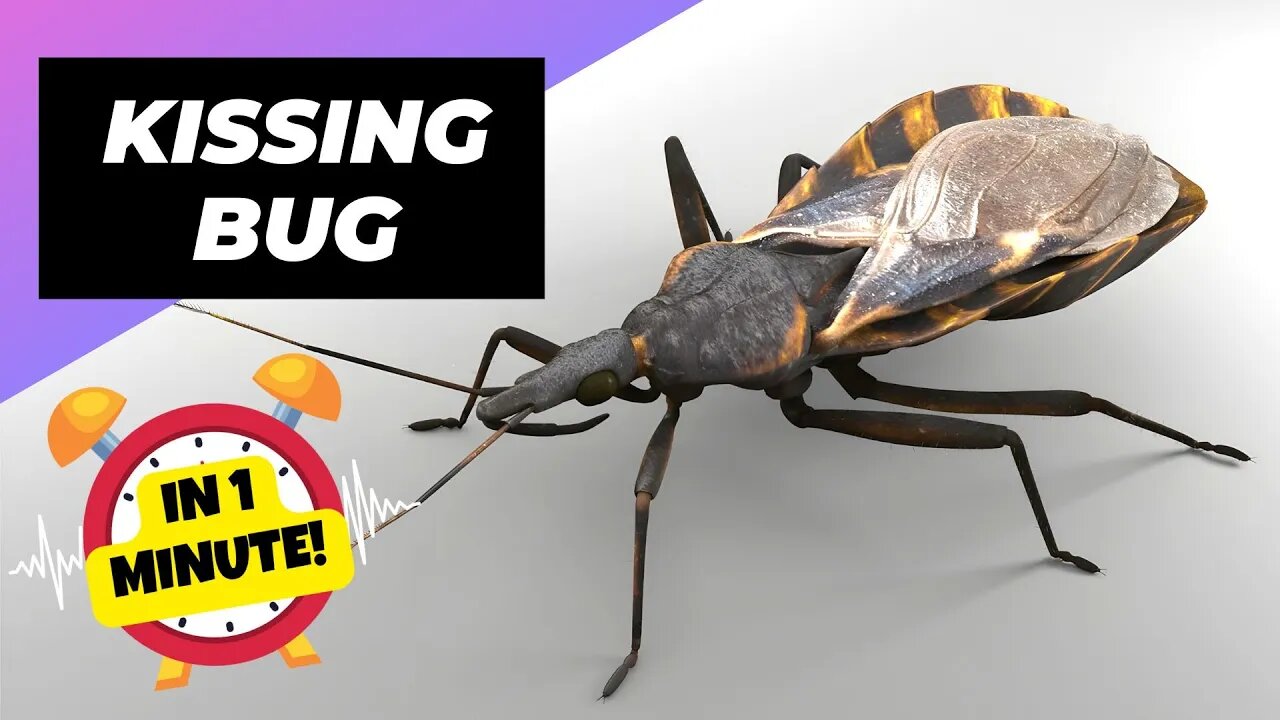 Kissing Bug - In 1 Minute! 🌊 One Of The Most Dangerous Insects In The World | 1 Minute Animals