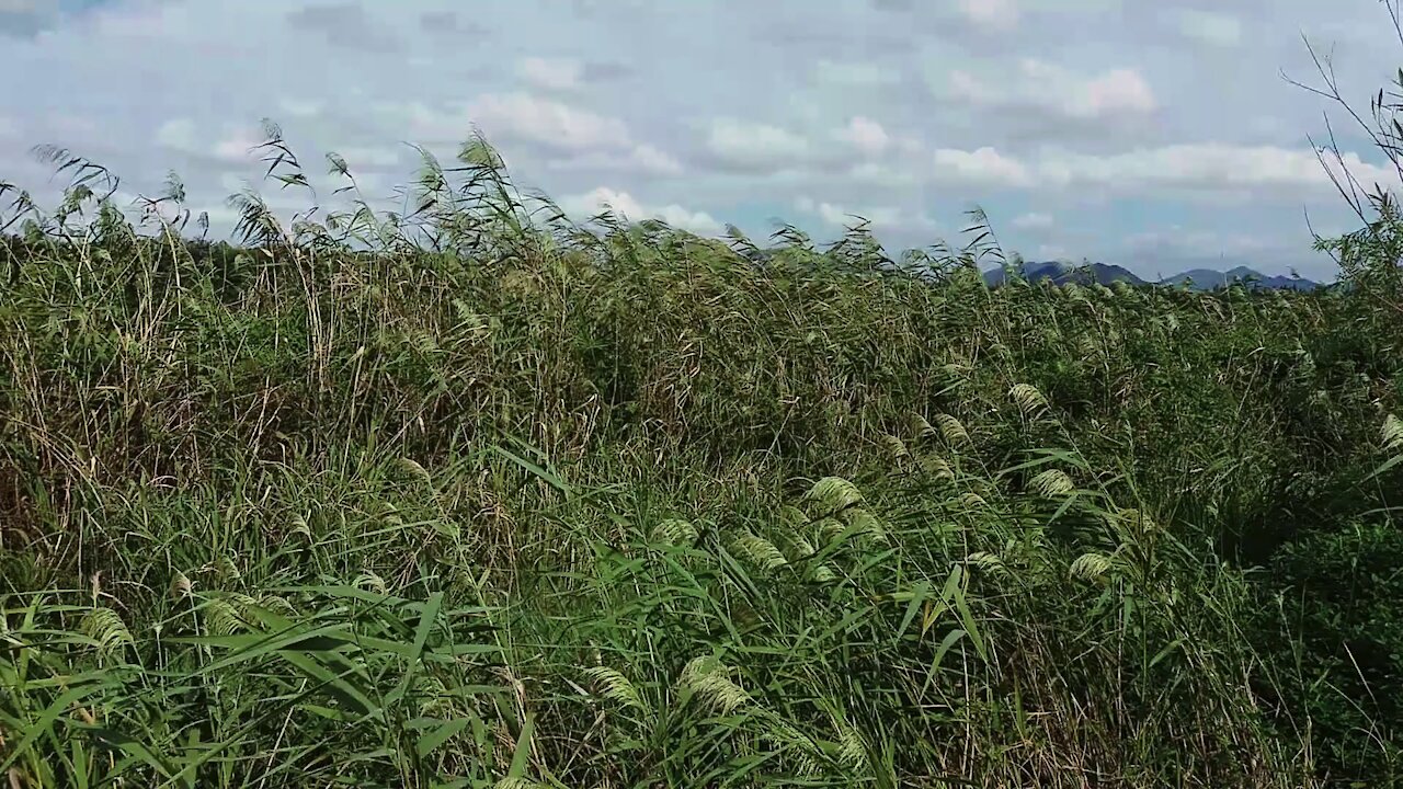 Windy reed forest before the rain.