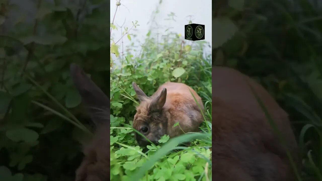 Beautiful Rabbit Video _ Rabbit Shorts _#naturescenery _ Natural Tv HD