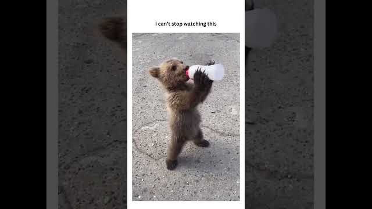 A Cute Little Bear Drinks Like A Human Child