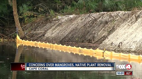 DEP warns City of Cape Coral over torn-up mangroves