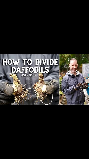 How to Divide Daffodils #shorts 😉