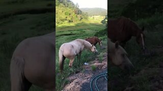 Brumbies have come up the hill for a visit