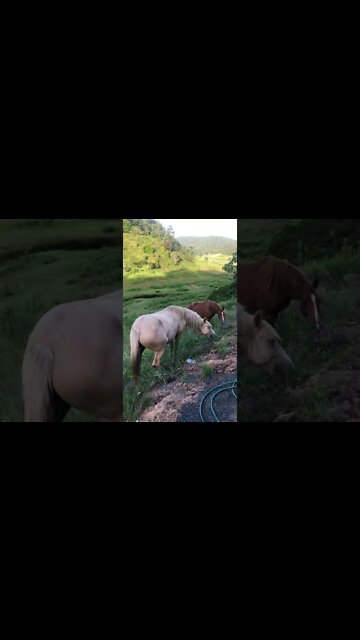 Brumbies have come up the hill for a visit