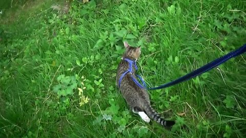 Little Cat Walks through the Grass