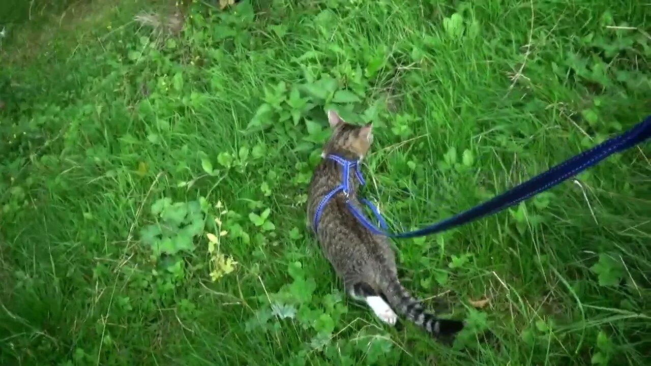 Little Cat Walks through the Grass