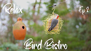 Relax at the Bird Bistro Episode 2