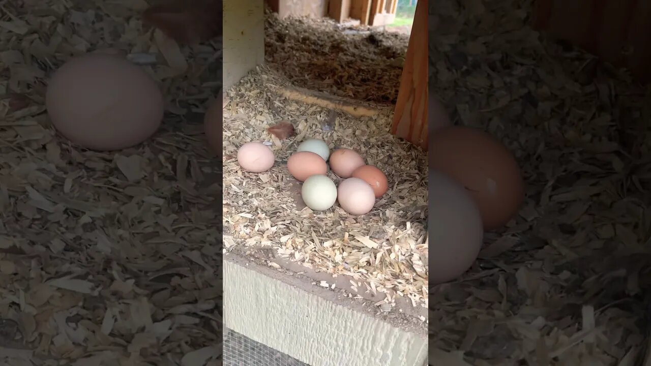 Collecting Eggs #eggs #backyardchickens #farmanimals #homestead #farmlife #fresheggs #foryou #reels