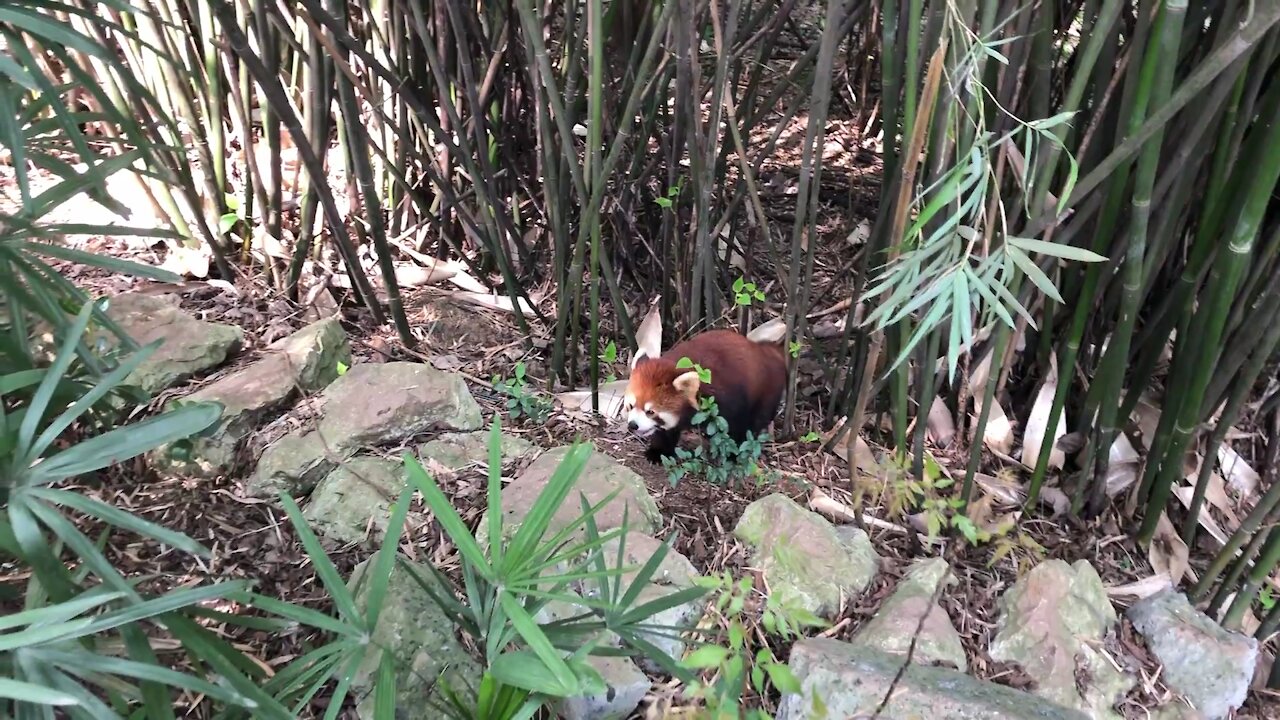 Red panda's walking