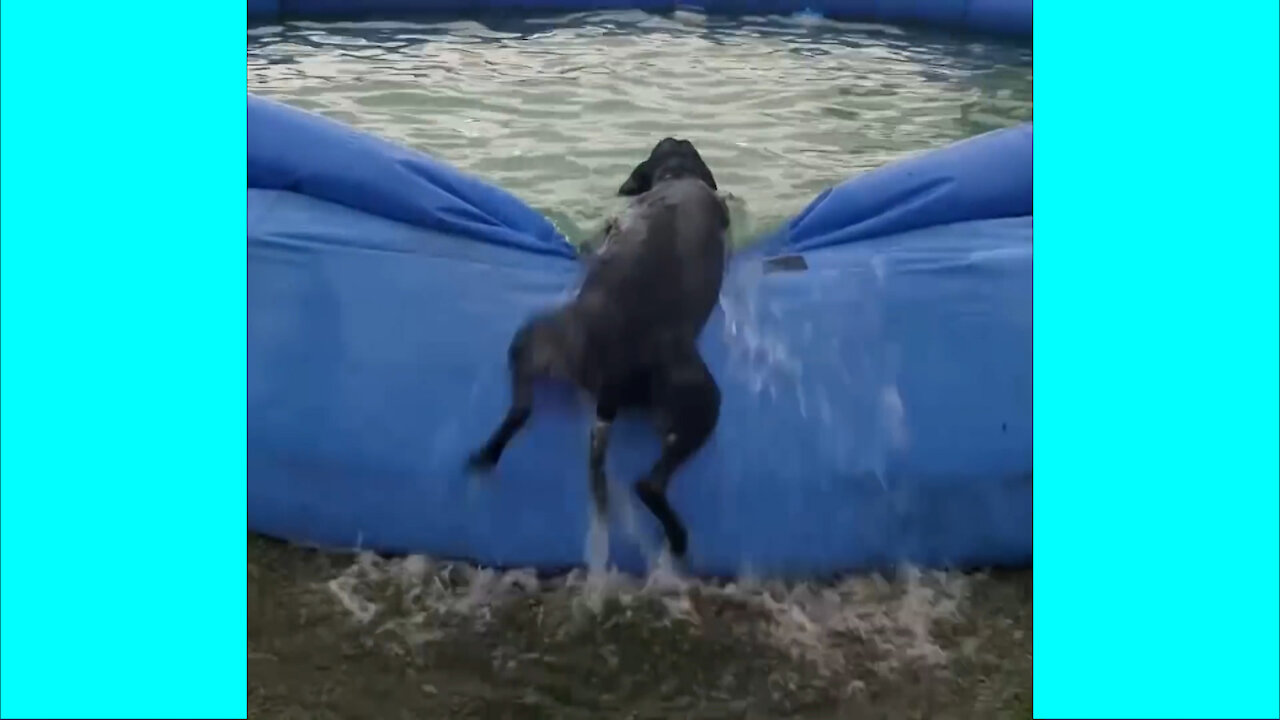 That so funniest dog swimming. funny