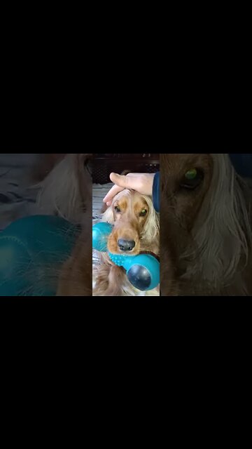 #dogshow, #amimals, #dogs, #shorts