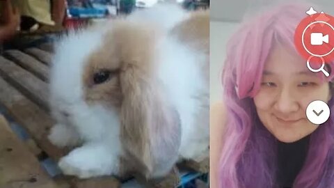 ANGGORA RABBIT
