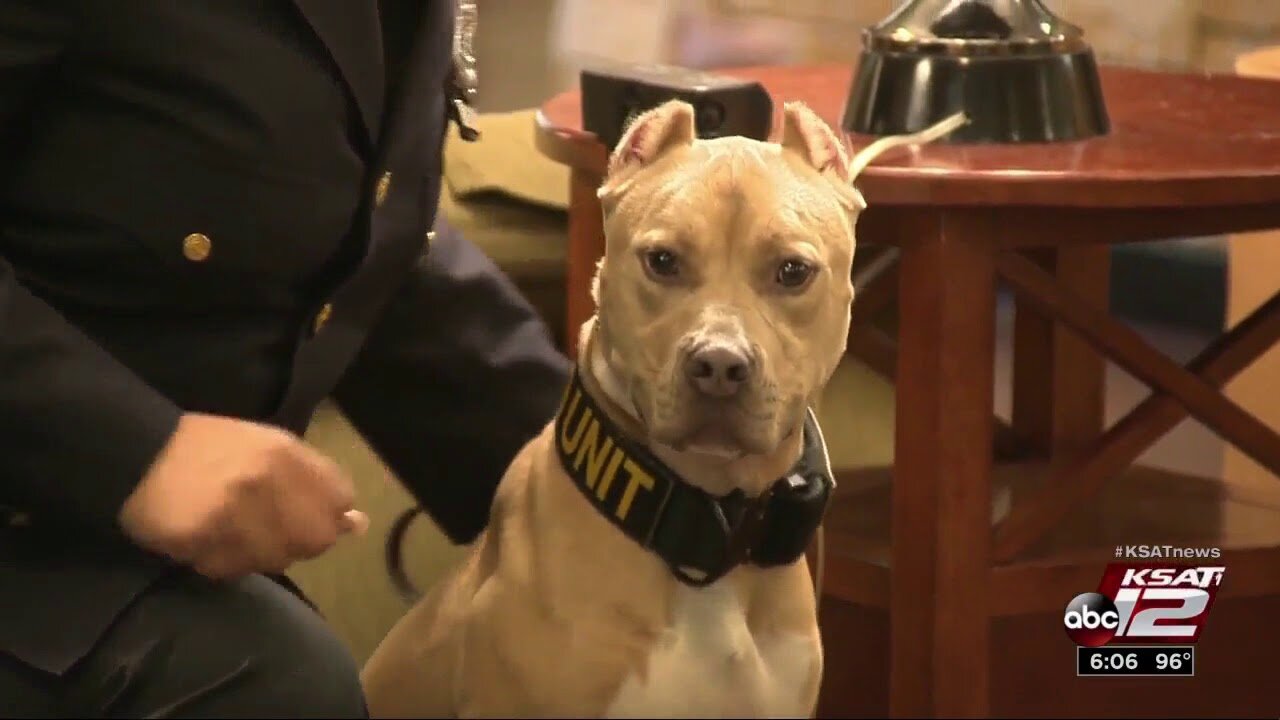 6 pit bulls graduate from narcotics training to become K-9s across US