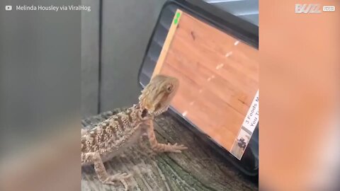 Lagarto de estimação adora jogar no celular