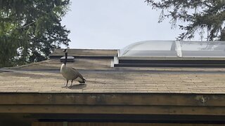 Protecting his mate and nest from strategic location.