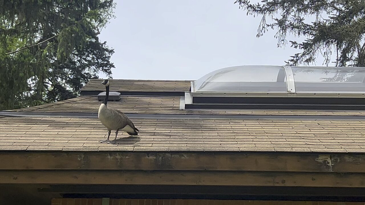 Protecting his mate and nest from strategic location.
