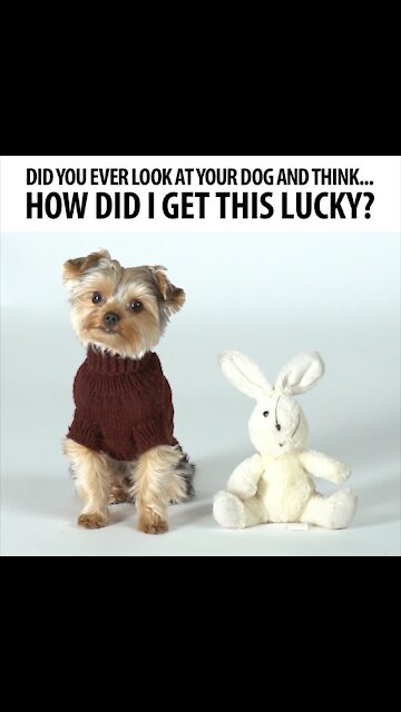 Did You Ever Look At Your Dog [GMG Originals]