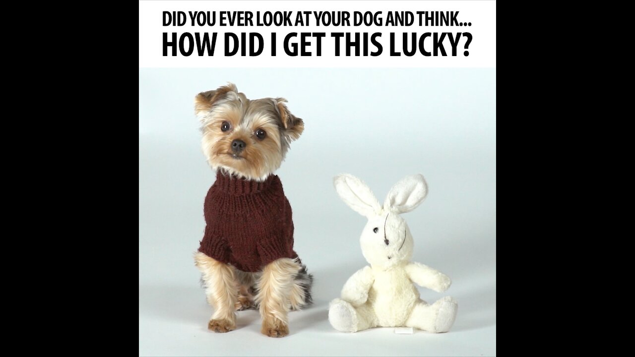 Did You Ever Look At Your Dog [GMG Originals]