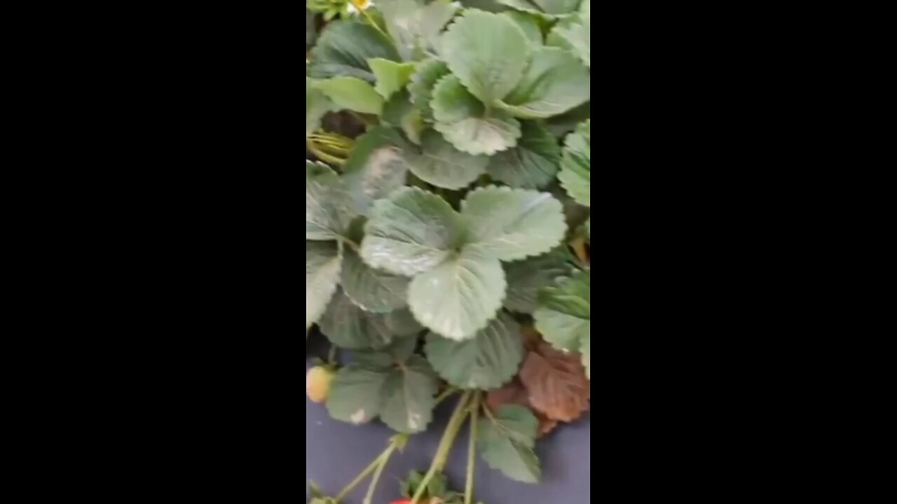 Strawberry 🍓 how harvest