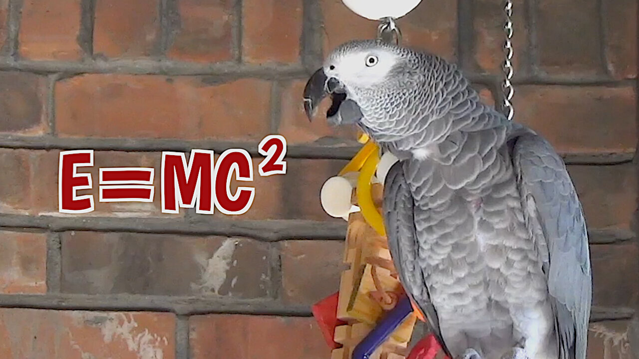 Einstein the talking parrot talks about the Theory of Relativity