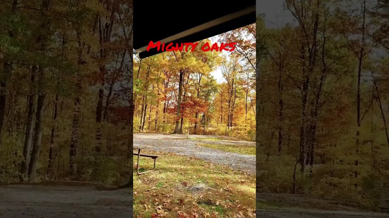 Mighty Oaks turning yellow #shorts, #prepperboss, #fall, #leaves, #autumn