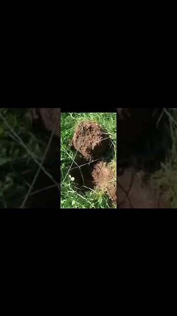 Civil War bullet #coins #treasure #relic #metaldetecting #buttons #silver #trending