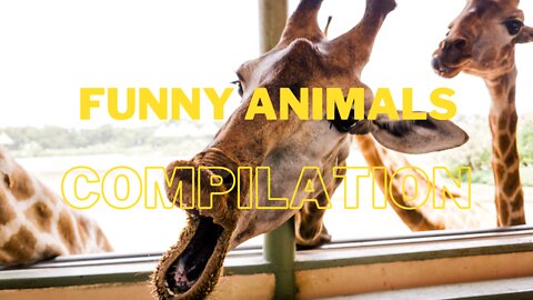 Hilarious Animal Videos (To Make Your Day)