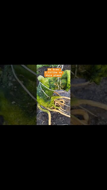 Tracing Giantpumpkin Roots #Shorts